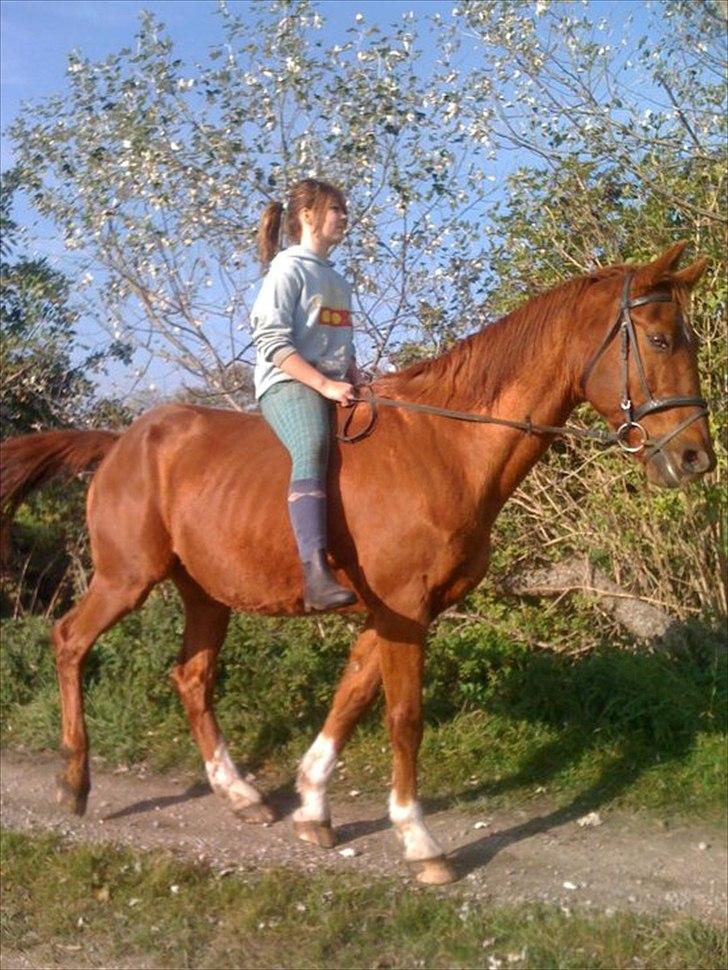 Dansk Varmblod Stronke (Aflivet :'(  ) billede 1