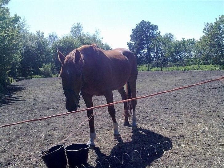 Dansk Varmblod Stronke (Aflivet :'(  ) billede 2