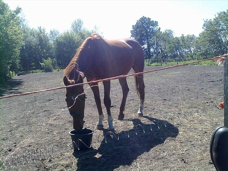 Dansk Varmblod Stronke (Aflivet :'(  ) billede 3