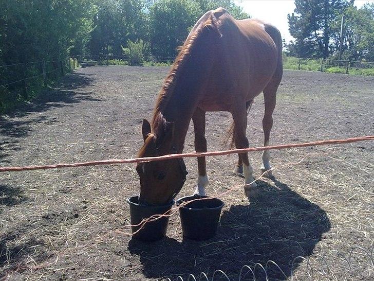 Dansk Varmblod Stronke (Aflivet :'(  ) billede 4