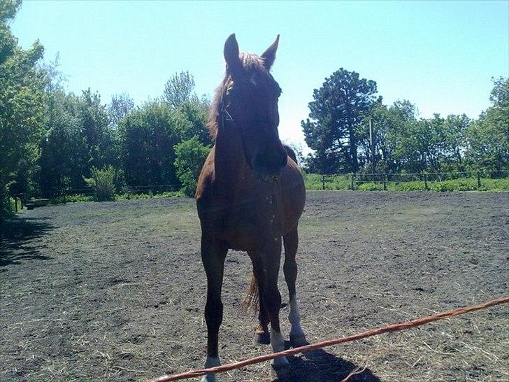 Dansk Varmblod Stronke (Aflivet :'(  ) billede 5