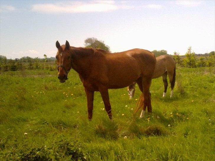 Dansk Varmblod Stronke (Aflivet :'(  ) billede 6