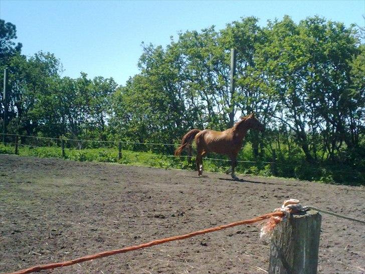 Dansk Varmblod Stronke (Aflivet :'(  ) billede 8