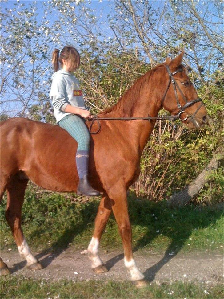 Dansk Varmblod Stronke (Aflivet :'(  ) billede 9