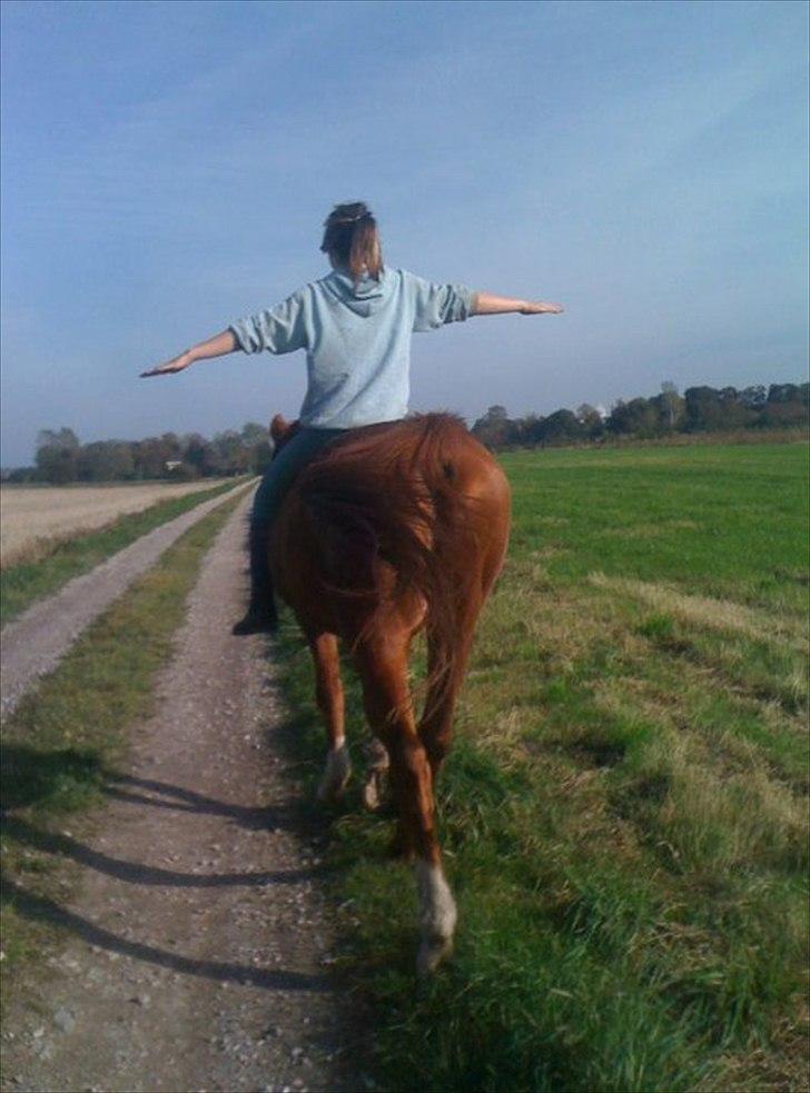 Dansk Varmblod Stronke (Aflivet :'(  ) billede 10