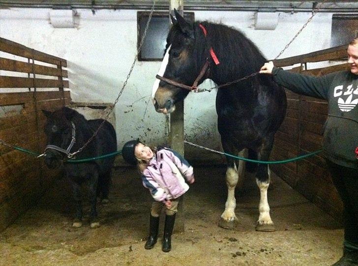 Shire Bjerggårdens Kadisha - Mindste og største hest i stalden :)  og lille eva er ret så vildt med nova. hun vil gerne have en ridetur på hende, så det har jeg lovet :) billede 11