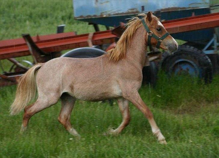 Welsh Mountain (sec A) Troldalfens Lord Aries billede 1