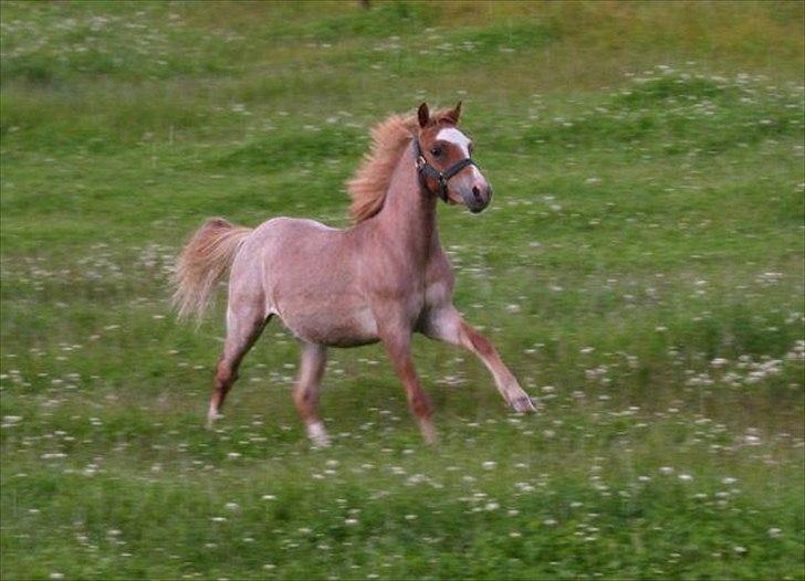 Welsh Mountain (sec A) Troldalfens Lord Aries billede 2