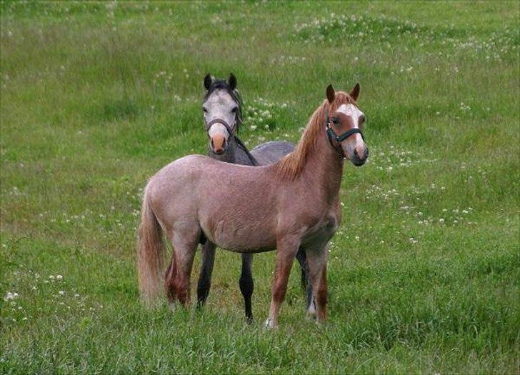 Welsh Mountain (sec A) Troldalfens Lord Aries billede 3