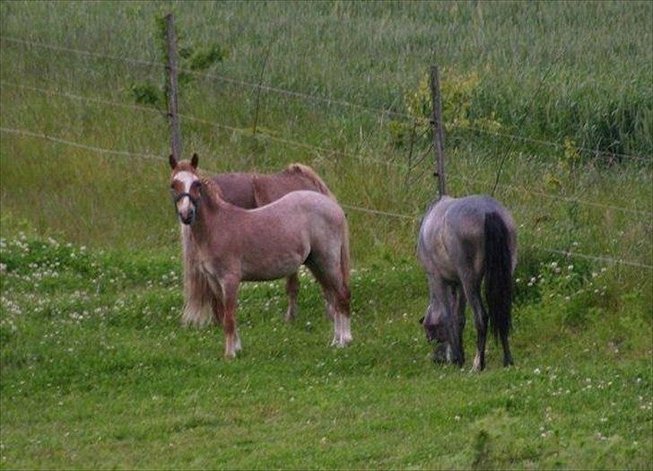 Welsh Mountain (sec A) Troldalfens Lord Aries billede 4