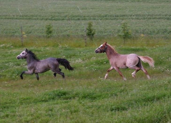 Welsh Mountain (sec A) Troldalfens Lord Aries billede 5