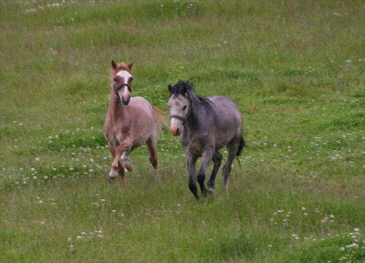 Welsh Mountain (sec A) Troldalfens Lord Aries billede 8