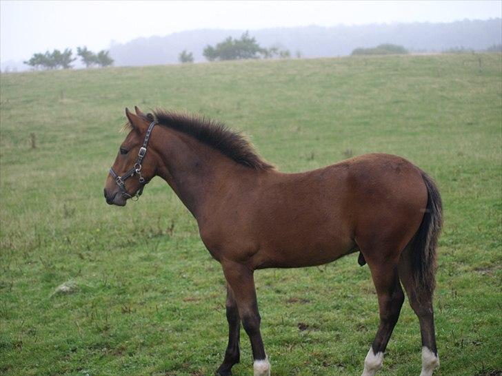 Anden særlig race Bombay Saphire billede 9