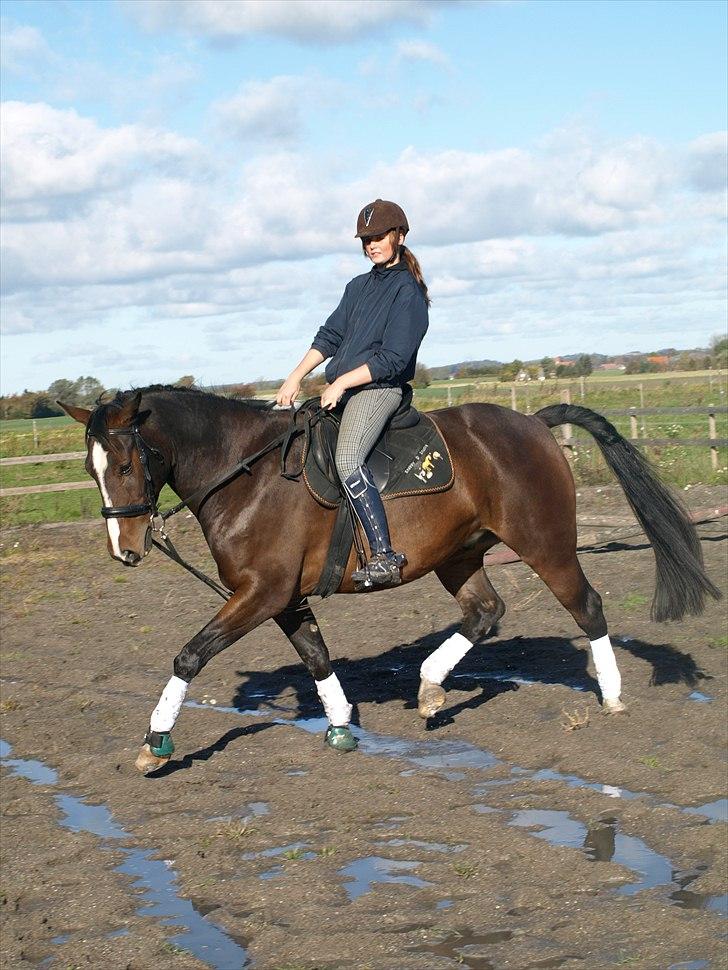 Anden særlig race Macho - - melanie jensen billede 5