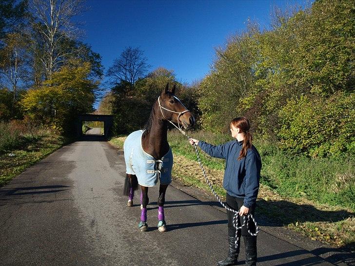 Anden særlig race Macho - - melanie jensen billede 6