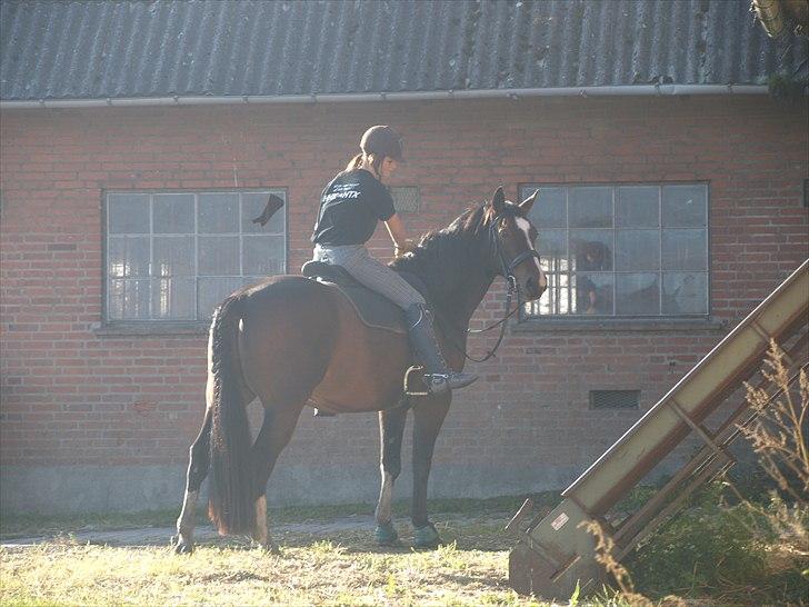 Anden særlig race Macho - - melanie jensen billede 9