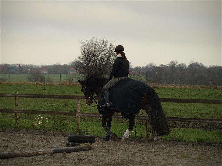 Anden særlig race Macho - - Bo Andersen billede 11