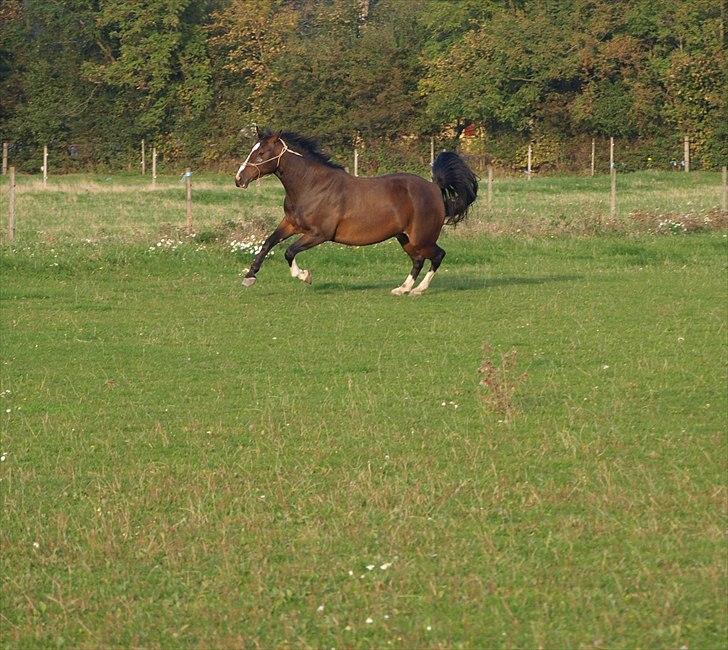 Anden særlig race Macho - - Bo Andersen billede 12