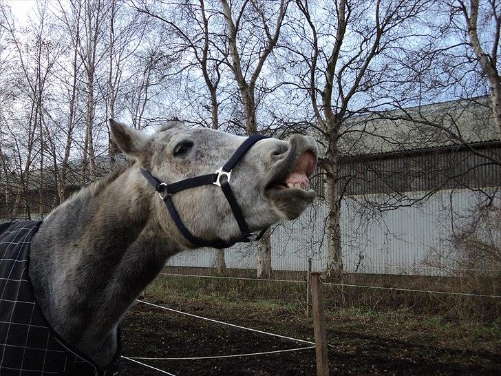 Anglo Araber (AA) Bacardi - Jeg fik ordnet tænder igår ( : ( :    billede 3