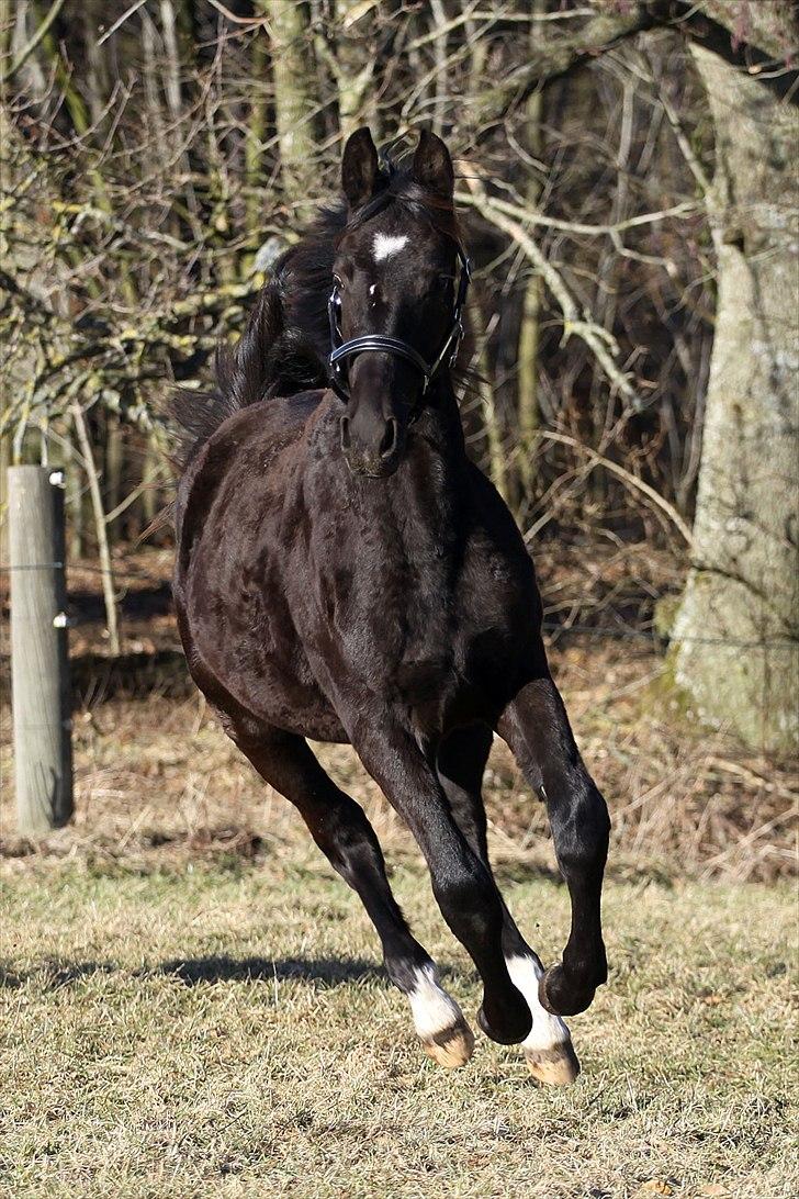 Oldenborg Pandora Noir billede 14