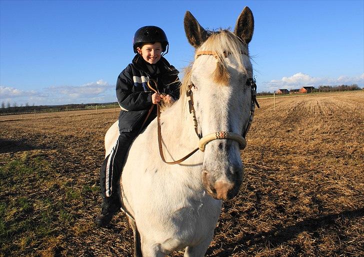 Knabstrupper Sartor´s Lucky Lady (solgt) - Lady med rytter for anden gang. billede 9