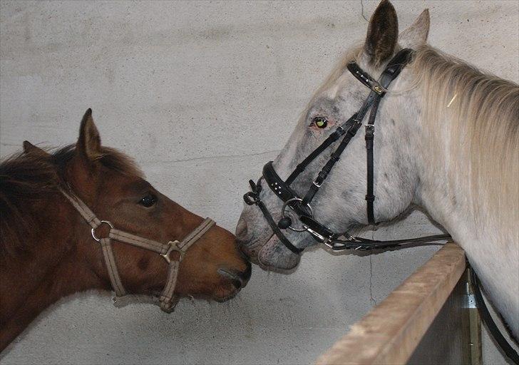 Knabstrupper Sartor´s Lucky Lady (solgt) - Lady prøver bidet for 1.gang. billede 12