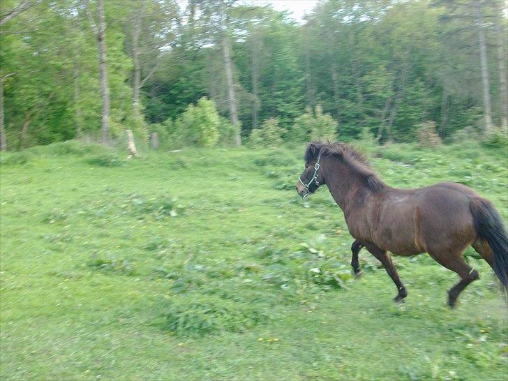 Islænder Jarpur 29/11 2011 billede 14