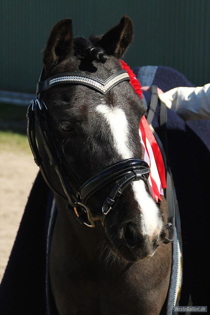 Welsh Pony af Cob-type (sec C) Hestemøllegårds Batman - Fotograf Laura Boqut billede 5