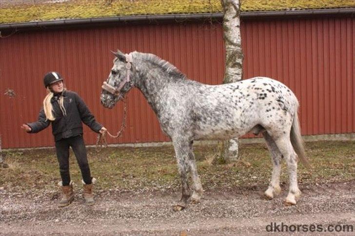 Appaloosa Benno  Solgt :'(  <3 - Benno hos hestehandleren billede 12