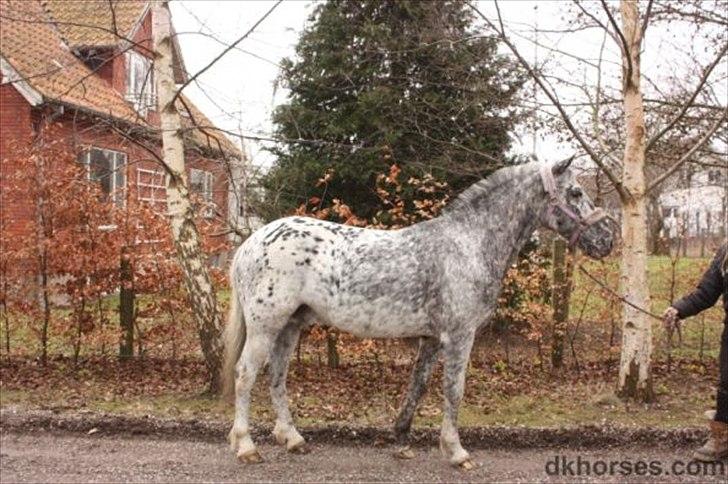 Appaloosa Benno  Solgt :'(  <3 - Benno hos hestehandleren ): billede 13