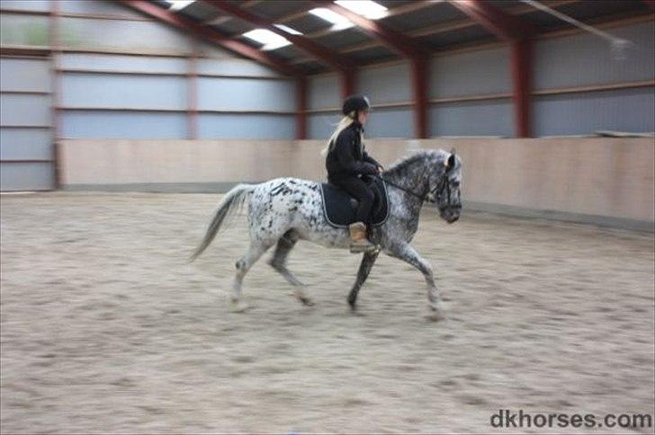 Appaloosa Benno  Solgt :'(  <3 - Benno hos hestehandleren ): billede 16