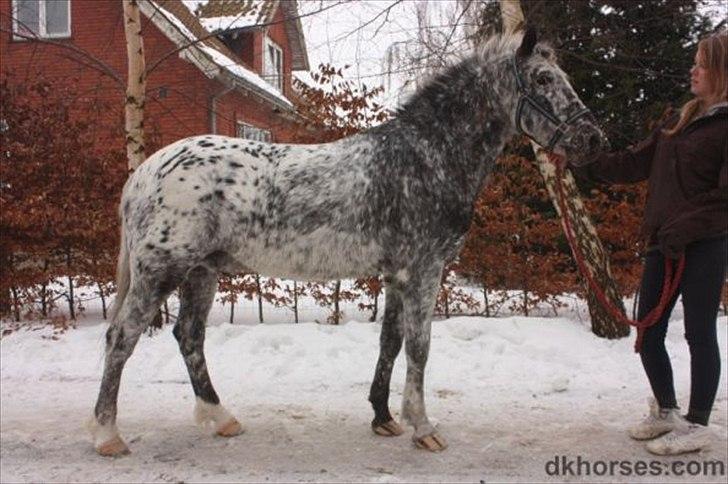 Appaloosa Benno  Solgt :'(  <3 - Benno hos hestehandleren ): billede 17