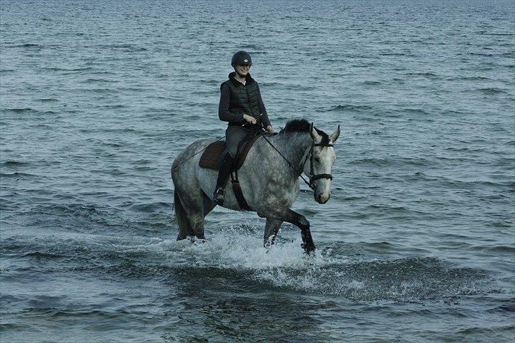 Holstener Fruerholms Agent (James) billede 6