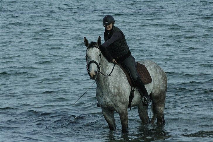 Holstener Fruerholms Agent (James) billede 7