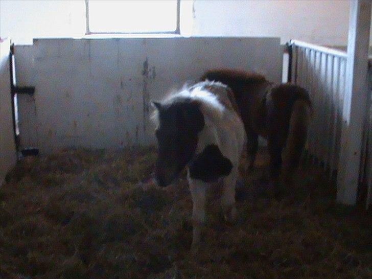 Anden særlig race Shy Boy Remix *SOLGT* - Boy i boksen billede 1