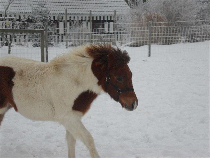Anden særlig race Shy Boy Remix *SOLGT* - Boy leger på folden billede 2
