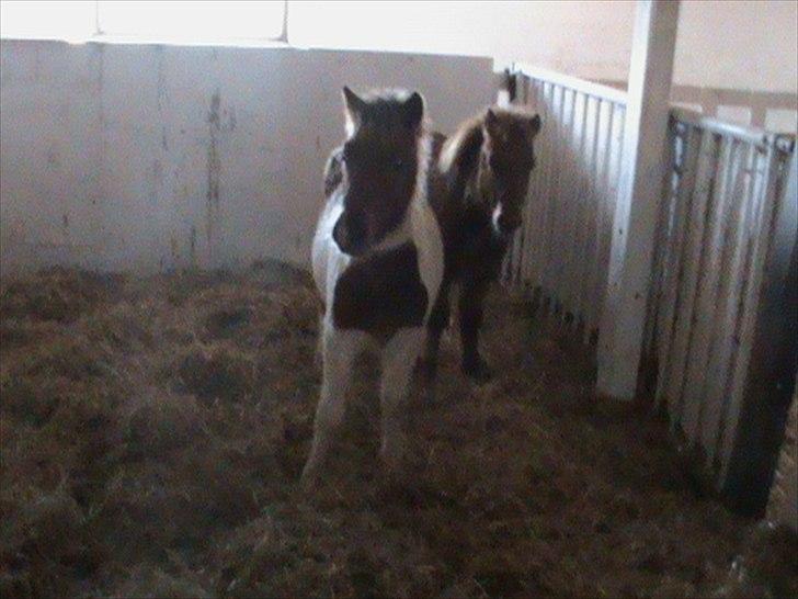 Anden særlig race Shy Boy Remix *SOLGT* - boy har set mig :P billede 3