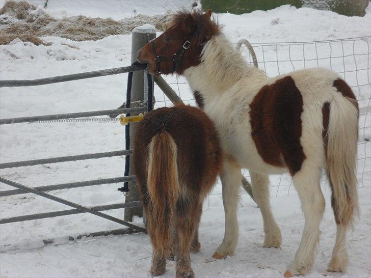Anden særlig race Shy Boy Remix *SOLGT* - se mor er jeg ikke dygtig? jeg kan spise tovet? billede 4