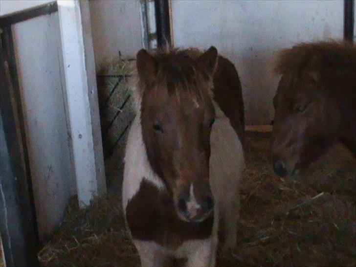 Anden særlig race Shy Boy Remix *SOLGT* - "davs med dig " billede 5