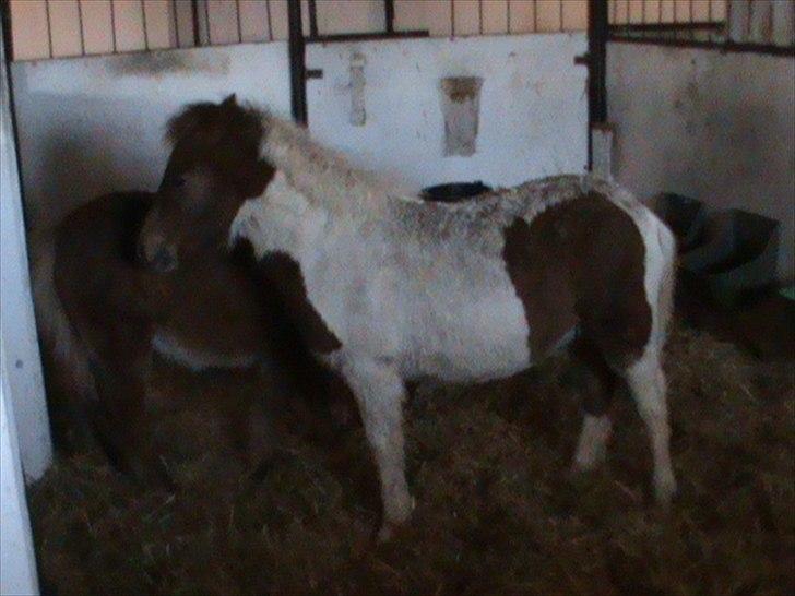 Anden særlig race Shy Boy Remix *SOLGT* - "ov der er jo noget der henne der kan spises. lad mig se hvad det er " billede 6