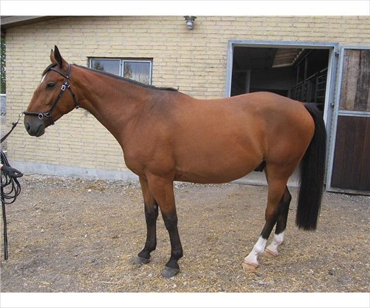 Oldenborg Frederik billede 1