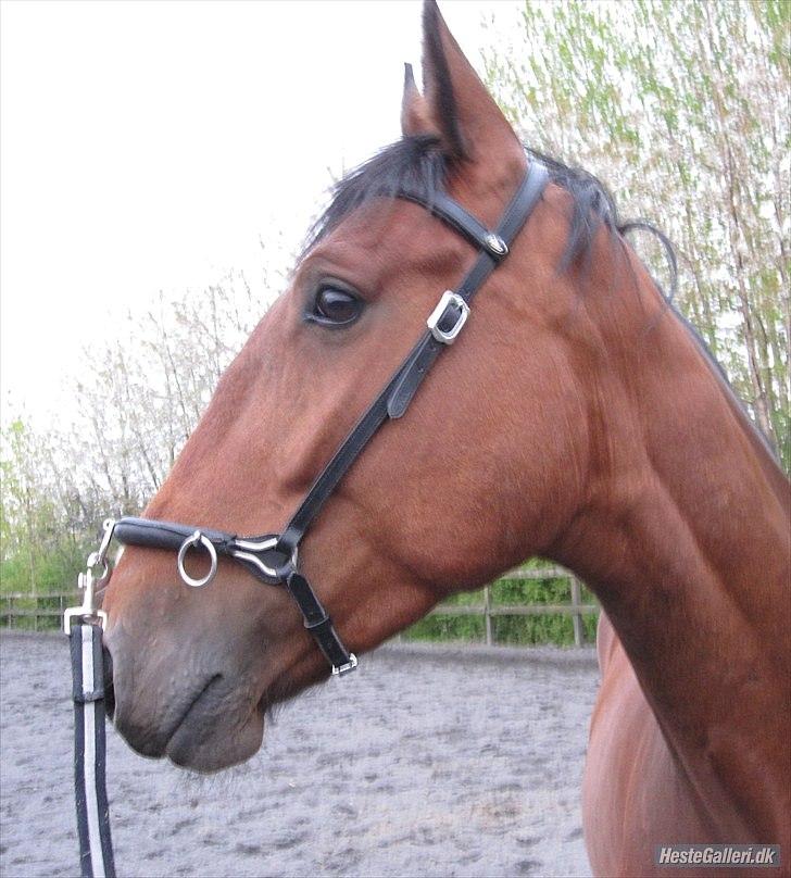 Oldenborg Frederik billede 2