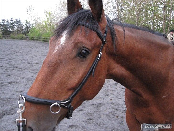 Oldenborg Frederik billede 3