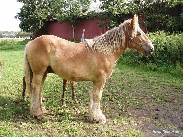 Jyde Bastian R.I.P nov 2009 billede 1