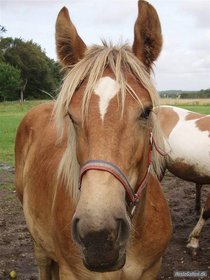 Jyde Bastian R.I.P nov 2009 billede 2