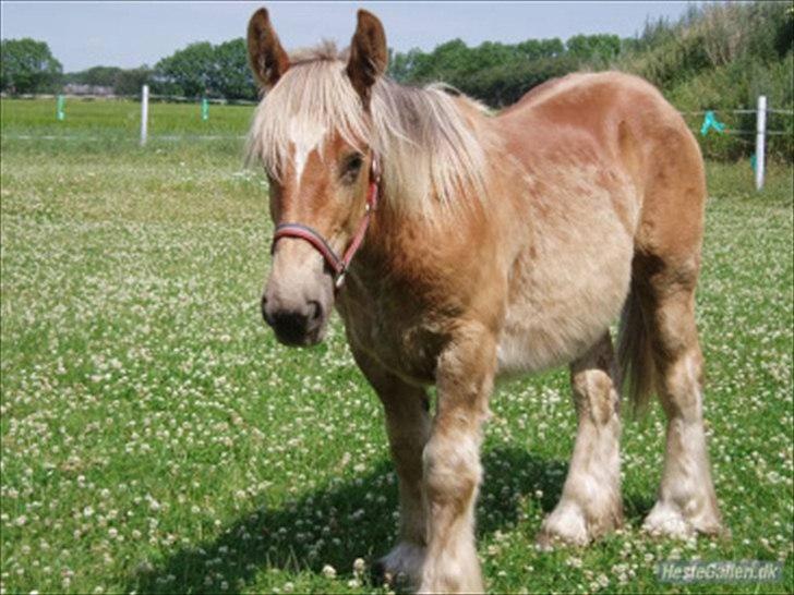 Jyde Bastian R.I.P nov 2009 billede 4