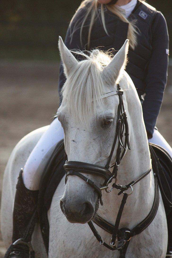 Anden særlig race Irish Jumper (SOLGT) billede 11