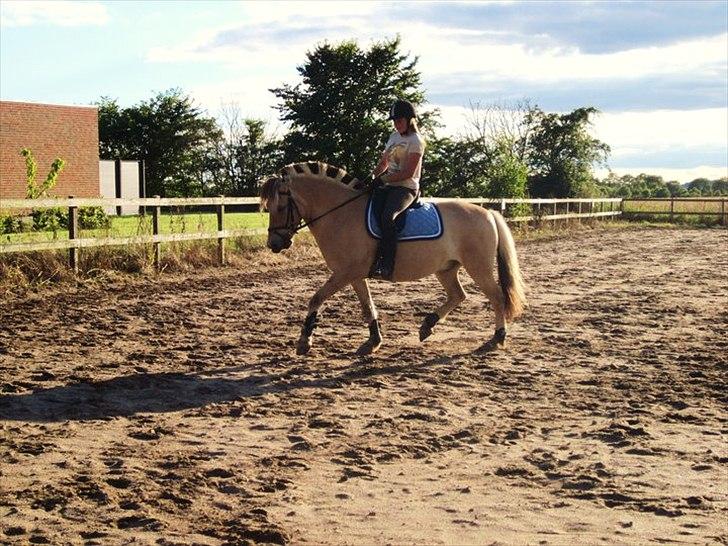 Fjordhest Felix billede 2