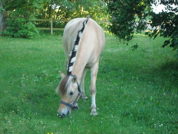 Fjordhest Felix billede 6