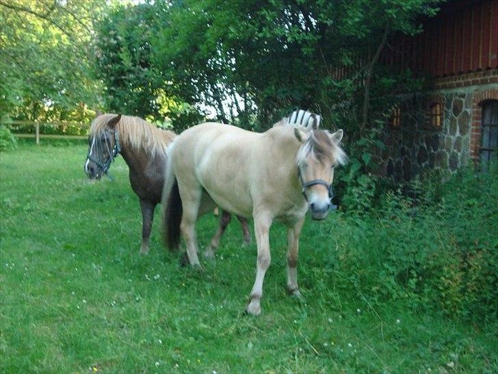 Fjordhest Felix billede 7